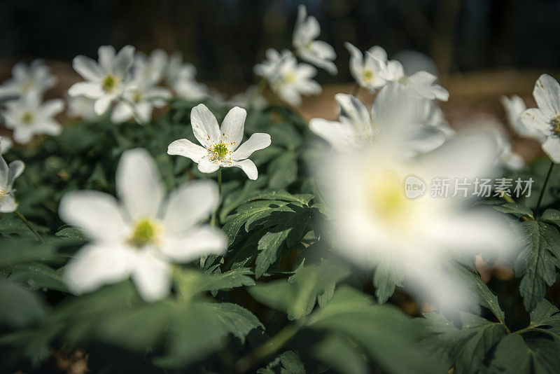 森林中的木海葵(Anemonoides nemorosa)的特写镜头